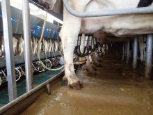 Close-up of the udder of a cow as she stands in a milk parlour being milked.