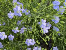 Prairie Clean Enterprises from Weyburn, Sask., says flax straw an produce dust-free animal bedding. Photo: File