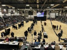 Angus show Agribition 2025 taken from International Business Centre.