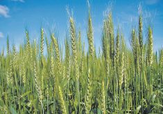 wheat growing in a field under blue sky.
