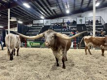 A close-up of a longhorn steer standing in wood shavings in a show ring at the Canadian Western Agribition in 2025.