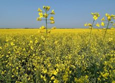 A lone blooming canola plant in the foreground stands above all the rest in the background.