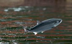 A salmon jumps for food pellets thrown by a Chilean worker into a tank anchored at the Pacific port of Chacabuco, some 1,800 kilometers south of Santiago, Chile.