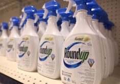 Spray containers of roundup sit on a store shelf.