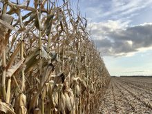 The edge of a field of corn just prior to harvest.