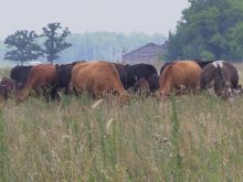 Cows grazing on Scott Duguid's pasture north of Gimli, Manitoba in July 2025.