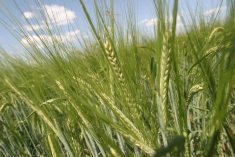 A close-up photo of the heads in a stand of malting barley.