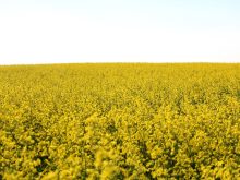 A yellow field of blooming canola.