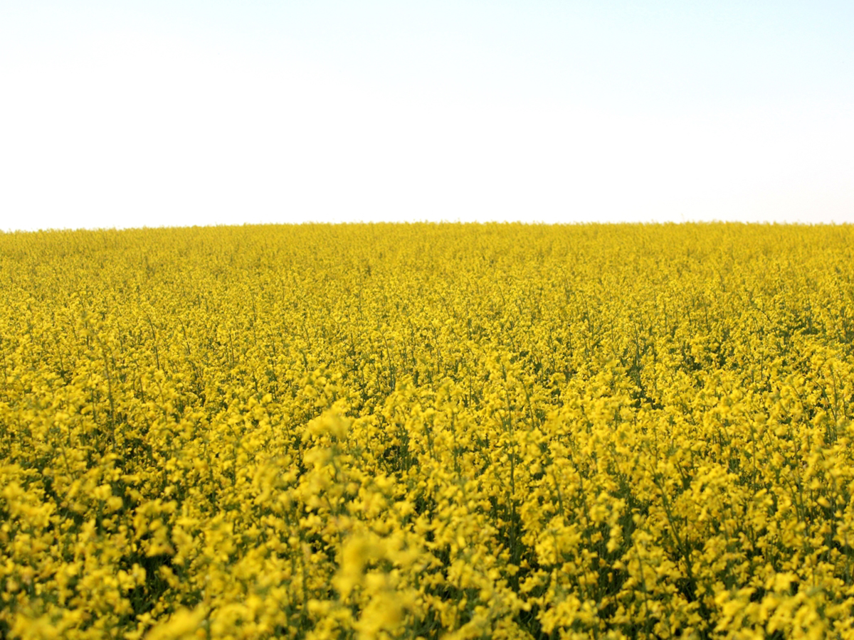 A yellow field of blooming canola.
