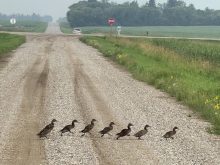Eight ducklings run across a grid road in the summer time.