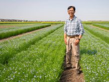 A man, flax and chickpea breeder Bunyamin Tar'an, stands in an unplanted strip in a field seeded to flax.