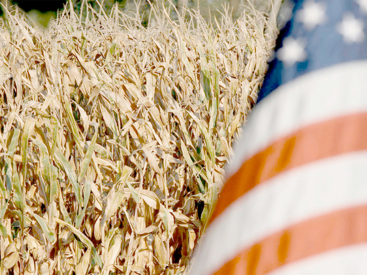 A field of ripe corn with an out-of-focus U.S. flag in the foreground.