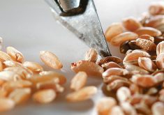 A close-up of wheat seeds on a white surface being moved about by someone using the tip of a scalpel-like blade.