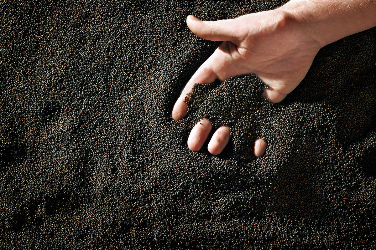 A hand sifts through canola seed and the seed spills through its open fingers.