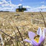 A farmer harrows a field behind a crocus in full bloom with a honey bee on it.