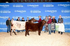 A group of people pose behind a cow and her calf after the animals won titles at Agribition in Regina, Saskatchewan, in November, 2025.
