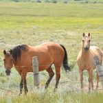 Two horses stand in a pasture on a sunny summer day.