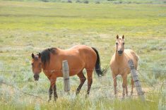 Two horses stand in a pasture on a sunny summer day.
