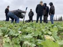A low angle photo of a group of people standing in a cover crop test plot on an overcast day.