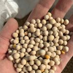 A hand holds yellow peas on its palm.