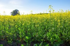 Canola blooms in mid-summer 2024 in central Manitoba.