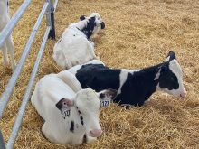 Three Holstein calves lay in bedding in an indoor pen.