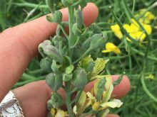 A researcher's hand holds a canola plant that shows signs of aster yellows disease.