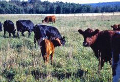 Cattle graze in a lush green pasture.
