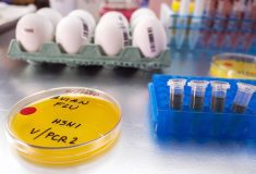 A petri dish with a yellowish agar in it and "Avian Flu" written on the top sits on a stainless counter in a lab. Eggs with bar codes on them and small tubes containing liquid sit in a blue holder nearby.