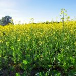 A canola field in bloom during the summer.