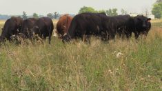 Cows grazing on Scott Duguid's pasture north of Gimli, Manitoba in July 2025.