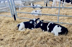 Two young dairy calves lay in straw bedding in an indoor pen.