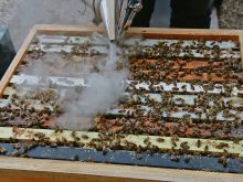 A close up of the frames inside a bee hive with bees crawling on them and the tip of a beekeeper's smoker puffing out a small amount of smoke.