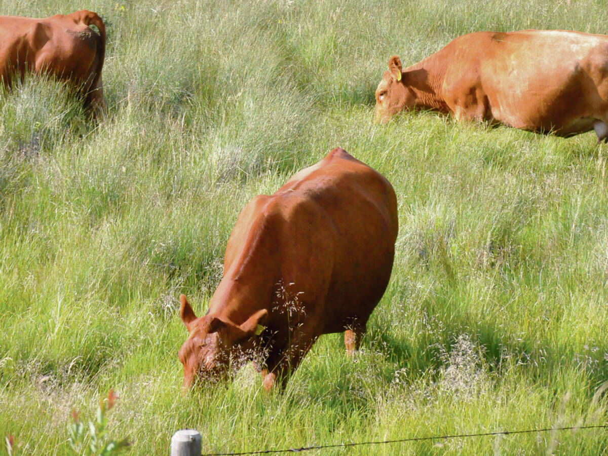 Three brown cows grazing in a lush green pasture.