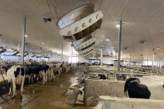 The interior of a large, modern dairy barn with large ventilation fans over the bedding areas.