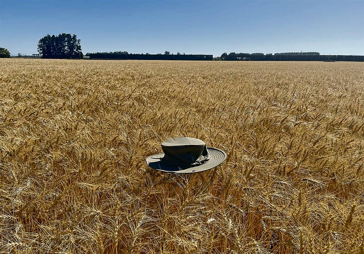A Tilley hat sits on top of a nearly-ripe spring wheat crop on a sunny day.