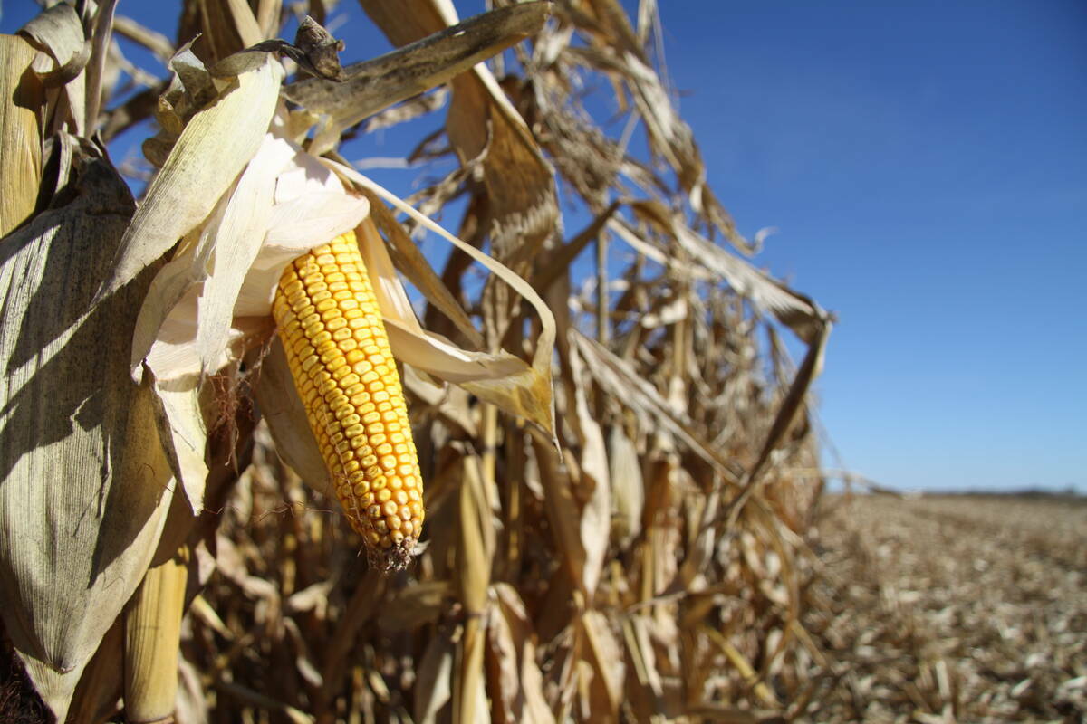 A ripe yellow corn cob is exposed on the edge of a corn crop on a sunny day.