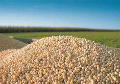 A close-up of a pile of soybeans with a green field in the background.