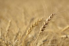 A wheat head in a ripe wheat field west of Marcelin, Saskatchewan.