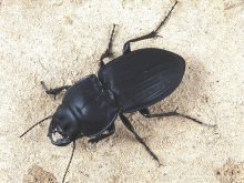 Carabids, a family of ground beetles, consume a surprising amount of weed seeds. A French study found that providing habitat for beetles can 'regulate' the amount of weed seeds that enter the seedbank. Phopto: Screencap via https://genent.cals.ncsu.edu/insect-identification/order-coleoptera/family-carabidae/