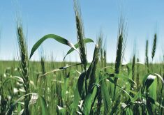 A close up of a few green spring wheat plants standing above the rest of the crop in the background.