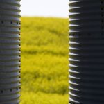 The Alberta Canola Producers Commission polled 105 growers, with 72 per cent agreeing the Feds should provide compensation. Photo: Getty Images Plus
