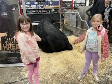 Two young girls pose for a photo in front of a large, black cow laying on bedding in a stall at Canadian Western Agribition.