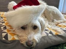 A medium-sized white dog looks at the camera as it's laying on a pillow with a red and white "Santa" hat on its head.