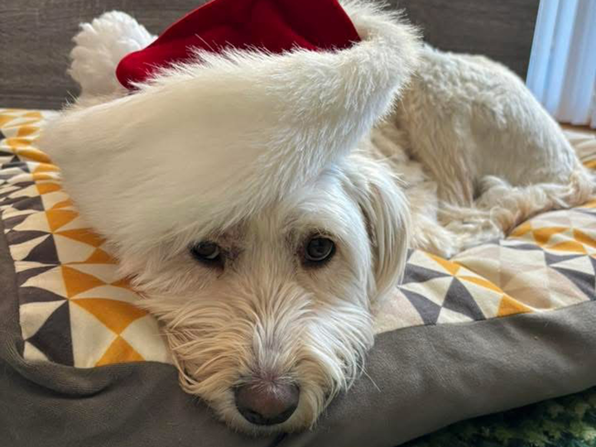 A medium-sized white dog looks at the camera as it's laying on a pillow with a red and white "Santa" hat on its head.