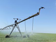 A section of pivot irrigation waters a pea crop against a clear blue sky.
