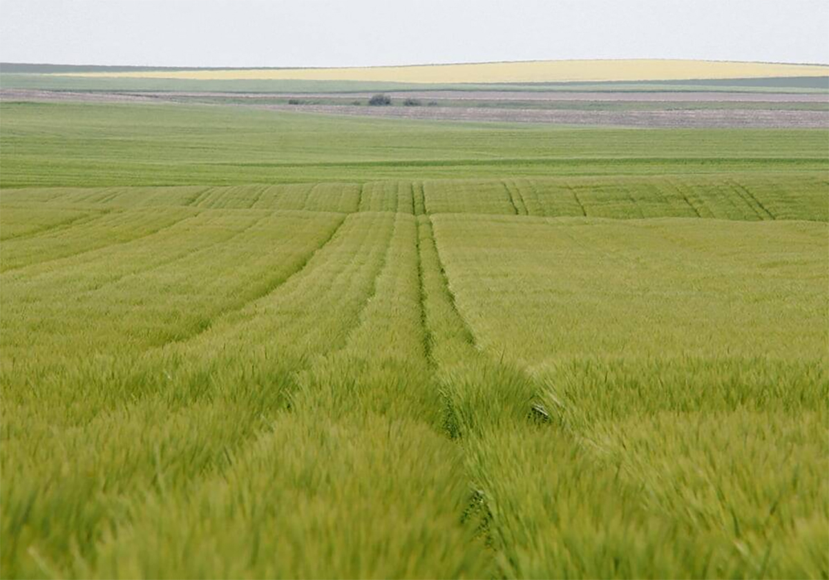 Image for VIDEO: Manitoba producer tries controlled traffic farming