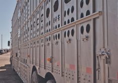 Looking along the side of a cattle liner transport truck.
