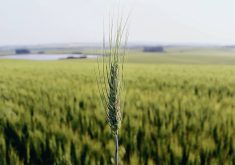 A lone wheat head is in focus with the rest of the crop in the background.