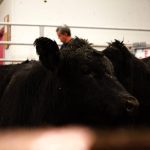 A cow in the auction ring at the Gladstone Auction Mart in October 2025.  Photo: Greg Berg
